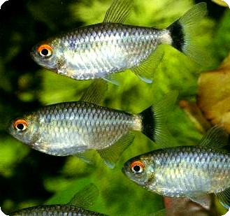 RED EYE TETRA - QUANTITY OF 12